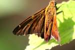 Silver-Spotted Skipper  Butterfly