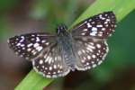 Tropical Checkered-Skipper Butterfly 