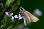 Eufala Skipper Butterfly