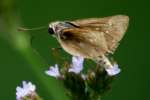 Eufala Skipper Butterfly