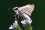 Eufala Skipper Butterfly