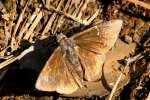 Confused Cloudywing Butterfly