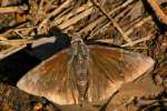 Confused Cloudywing Butterfly