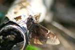 Confused Cloudywing Butterfly