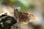 Confused Cloudywing Butterfly