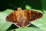 Silver-Spotted Skipper  Butterfly