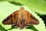 Silver-Spotted Skipper  Butterfly