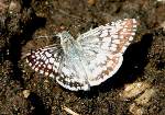 Common/White Checkered-Skipper Butterfly