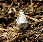 Common/White Checkered-Skipper Butterfly