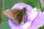 Northern Cloudywing Butterfly