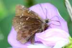 Northern Cloudywing Butterfly