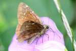 Northern Cloudywing Butterfly