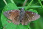 Northern Cloudywing Butterfly