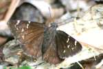 Confused Cloudywing Butterfly