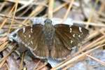 Confused Cloudywing Butterfly