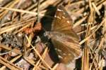 Confused Cloudywing Butterfly