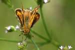 Firey Skipper Butterfly