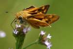 Firey Skipper Butterfly