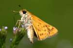 Firey Skipper Butterfly