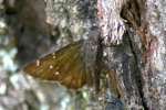 Northern Cloudywing Butterfly