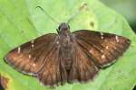 Northern Cloudywing Butterfly