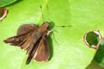 Clouded Skipper Butterfly