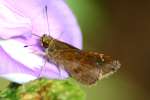 Clouded Skipper Butterfly