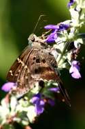 Long-tailed Skipper Butterfly
