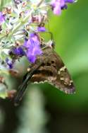 Long-tailed Skipper Butterfly