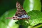 Long-tailed Skipper Butterfly