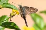 Long-tailed Skipper Butterfly