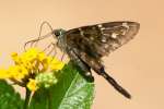 Long-tailed Skipper Butterfly