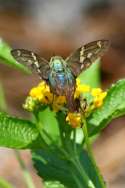 Long-tailed Skipper Butterfly