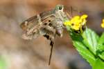 Long-tailed Skipper Butterfly