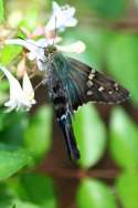 Long-tailed Skipper Butterfly