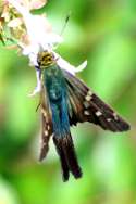 Long-tailed Skipper Butterfly