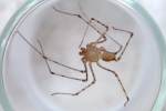 Perfect Spitting Spider