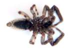 Jumping Spider - Platycryptus