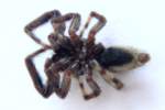 Jumping Spider - Platycryptus