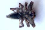 Jumping Spider - Platycryptus