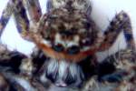 Jumping Spider - Platycryptus