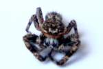 Jumping Spider - Platycryptus