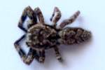 Jumping Spider - Platycryptus