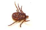 American Dog tick