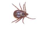 American Dog tick