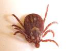 American Dog tick