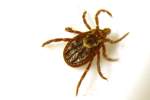 American Dog tick