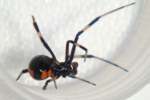 Male Black Widow Spider