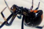 Male Black Widow Spider