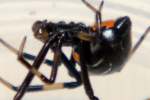 Male Black Widow Spider